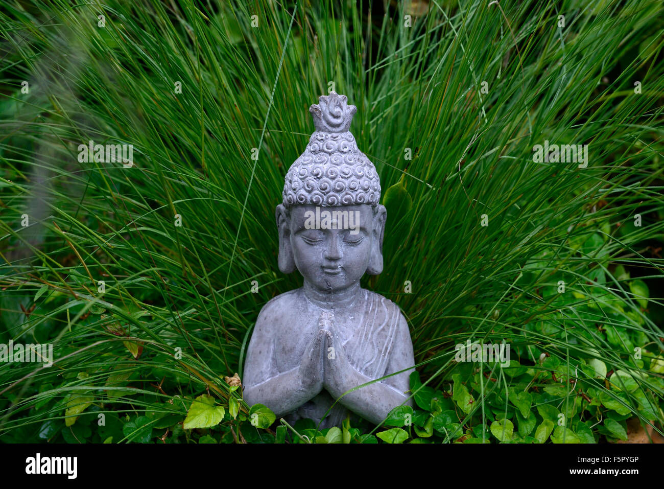 buddha statue pray green grass grasses carex green background garden gardening design RM Floral Stock Photo