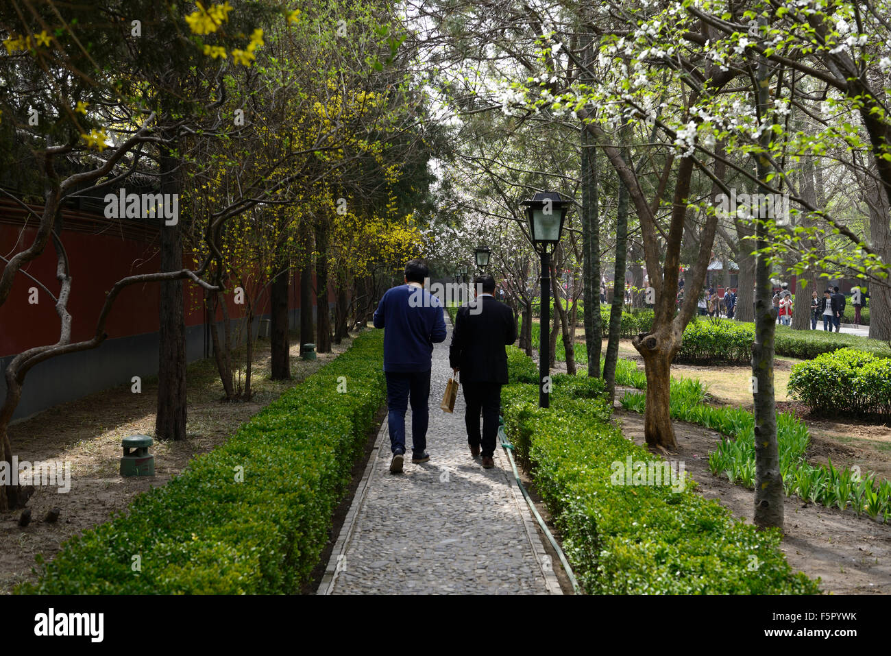Tree lined pathway spring Cherry blossom Forsythia white yellow flowers flower blossom bloom Yonghe Lamasery Beijing RM Floral Stock Photo