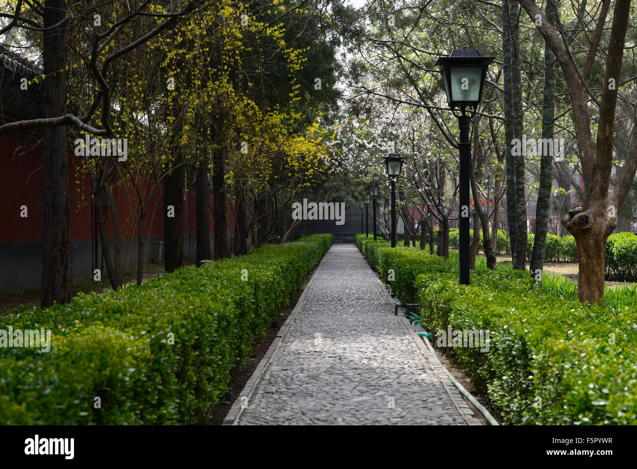 Tree lined pathway spring Cherry blossom Forsythia white yellow flowers flower blossom bloom Yonghe Lamasery Beijing RM Floral Stock Photo