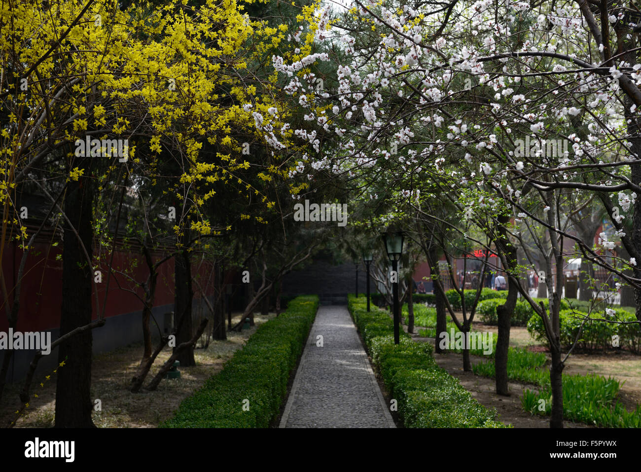 Tree lined pathway spring Cherry blossom Forsythia white yellow flowers flower blossom bloom Yonghe Lamasery Beijing RM Floral Stock Photo