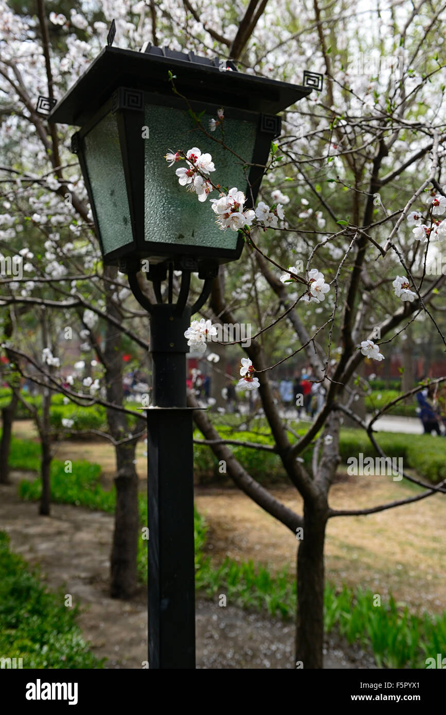 Yonghe Lamasery Street lamp lighting spring Cherry blossom white flowers flower blossom bloom Yonghe Lamasery Beijing Stock Photo