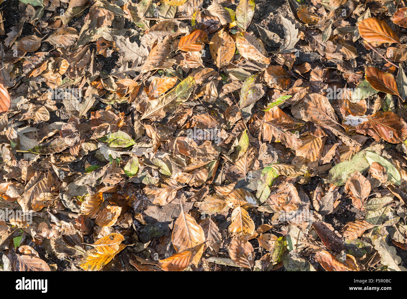 Autumn Leaves on a forest floor Stock Photo - Alamy