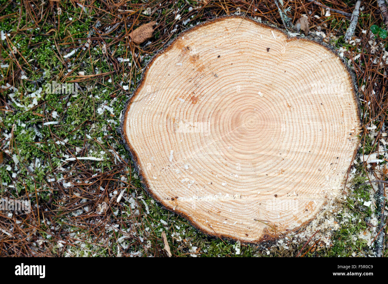 Slice of a pine ( Pinus contorta) showing growth rings,picture from the North of Sweden. Stock Photo