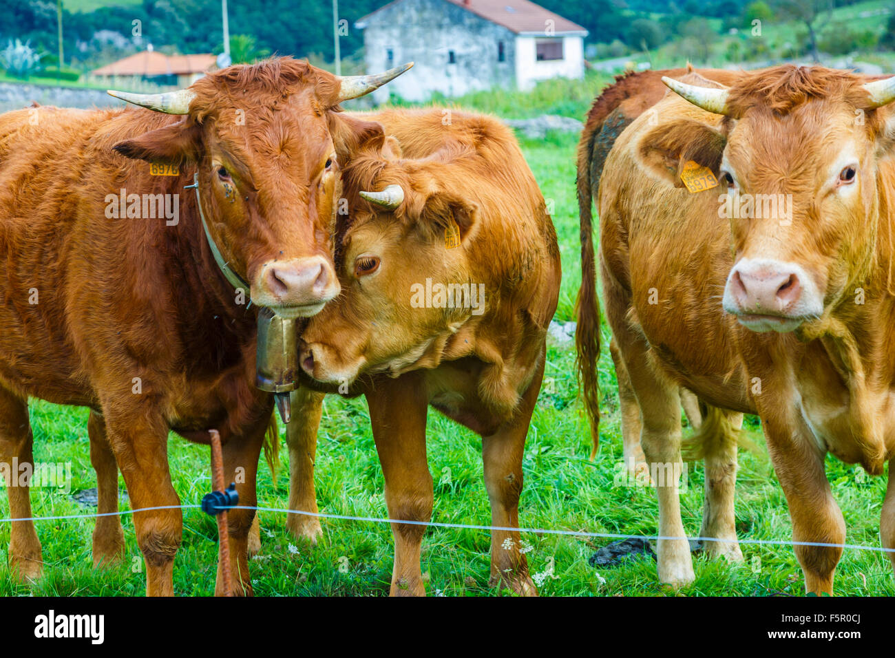 Cow in farmland. Stock Photo