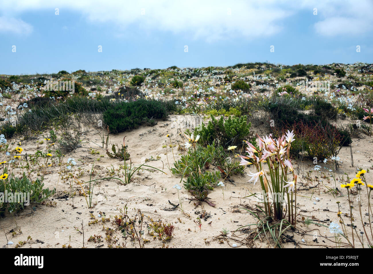 Atacama Desert Flowers Stock Photos & Atacama Desert ...