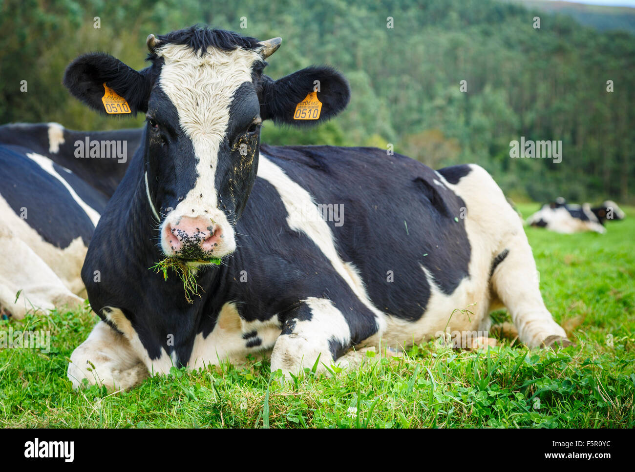 Cow in farmland. Stock Photo