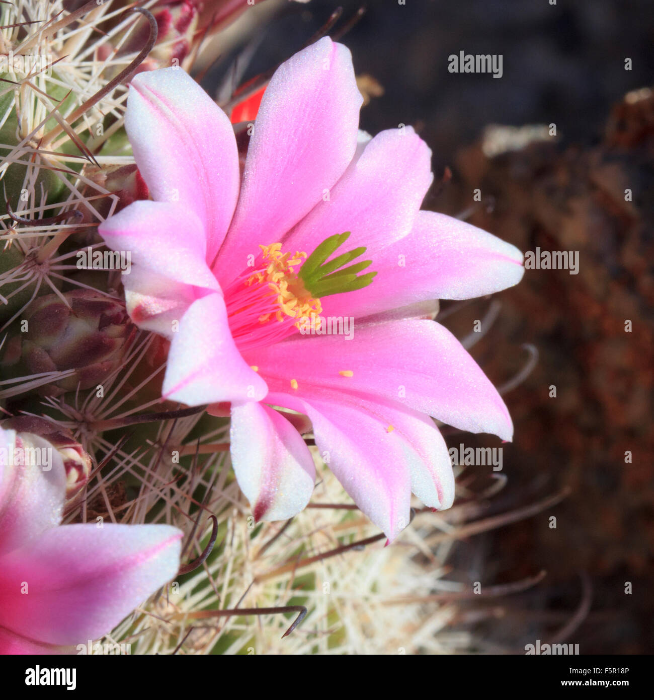 Delicate pink flower on fishhook pincushion cactus. Stock Photo