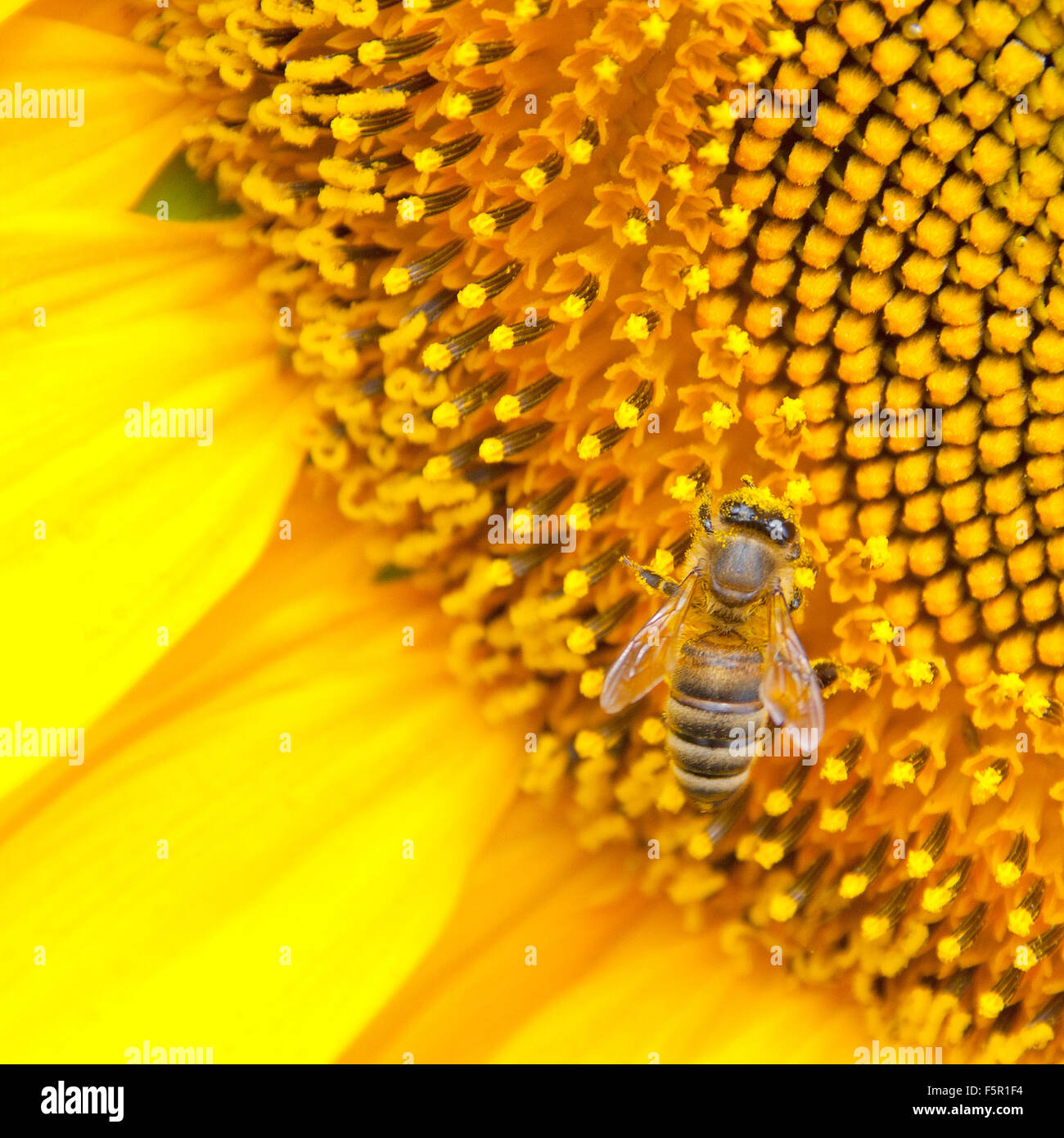 Head on view of bee hi-res stock photography and images - Alamy