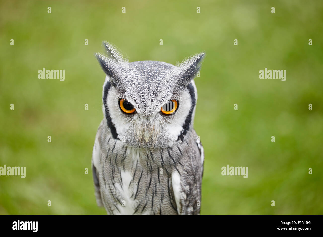Head and shoulders of a white faced Scops owl,ptilopsis leucotis. Stock Photo