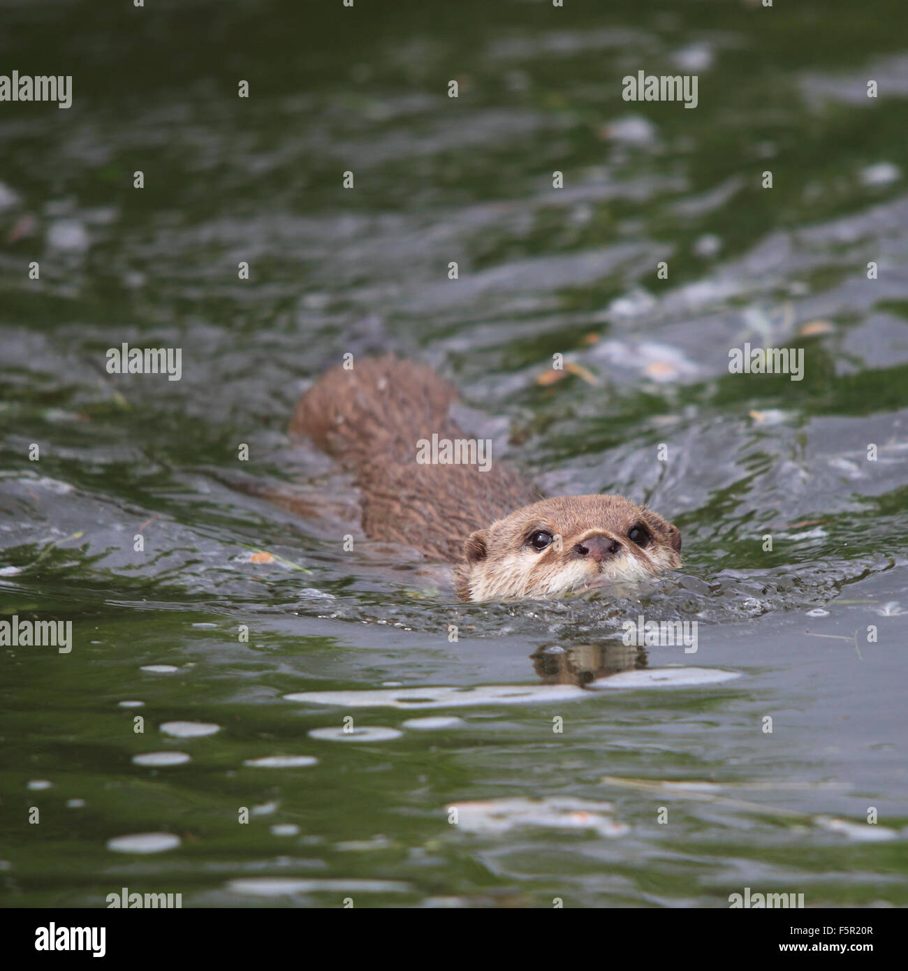 A beautiful Asian Short-Clawed Otter swimming in water Stock Photo - Alamy