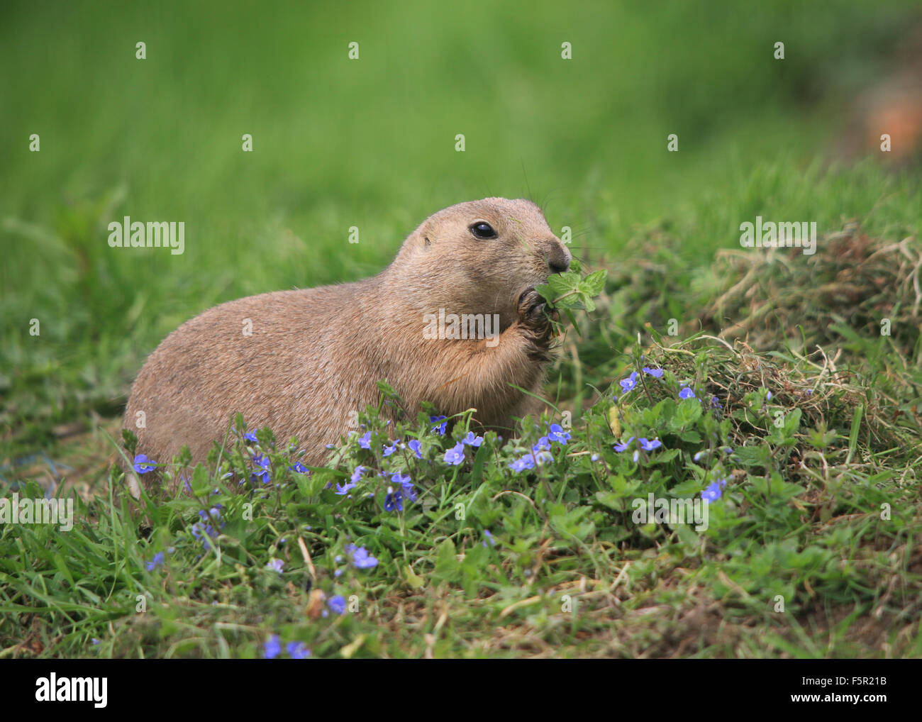 View of A lovely Prairie Dog eating grass surrounded by grass and flowers Stock ...