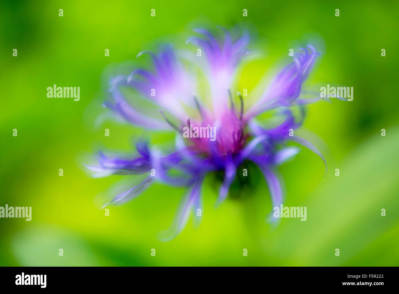 Soft image of a Centaurea Montana flower with green background. Stock Photo