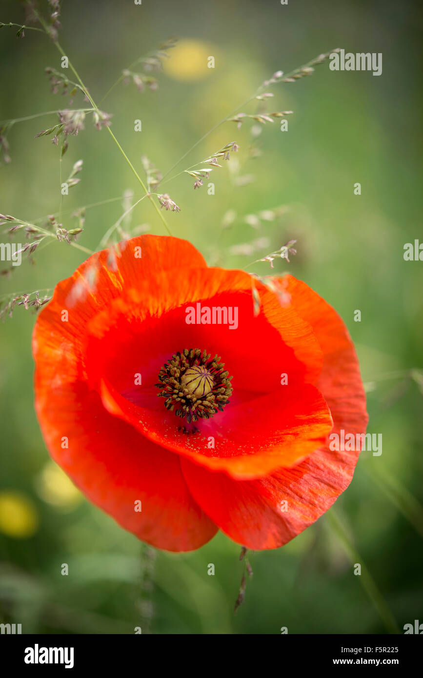 Red Field Poppy flower seen in a summer meadow in England. Stock Photo