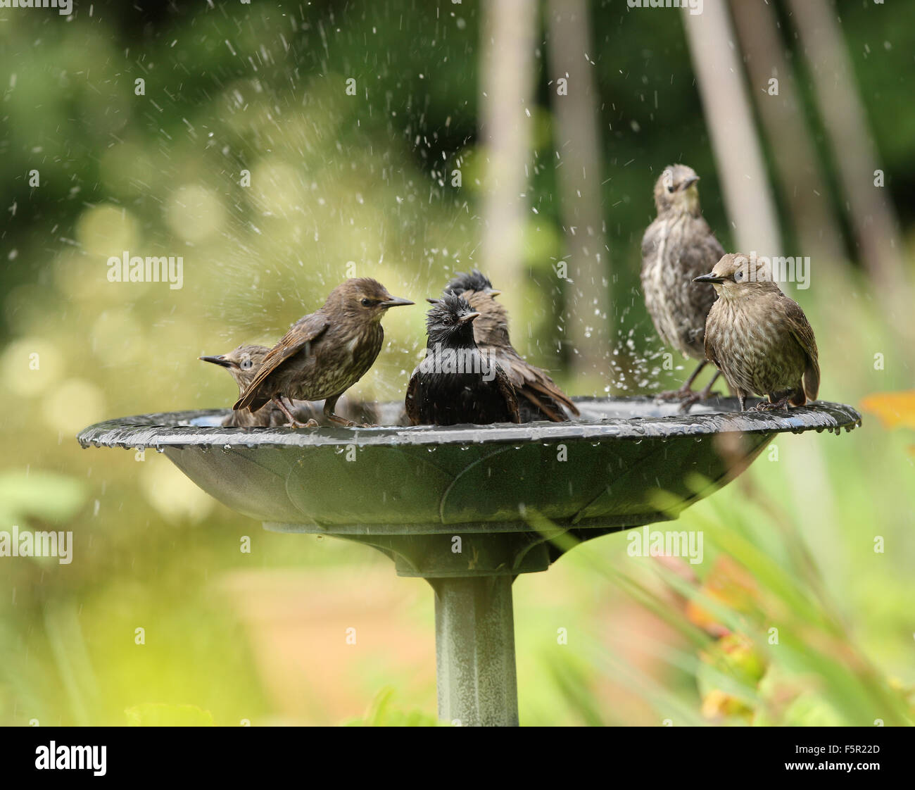 A family of Starlings enjoying a water bath Stock Photo