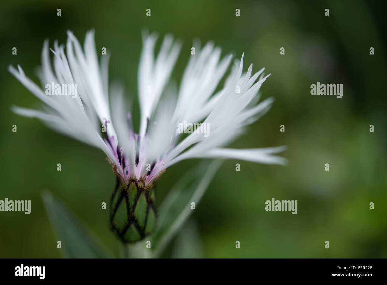 White Centaurea Montana flower in close up with soft white petals. Stock Photo