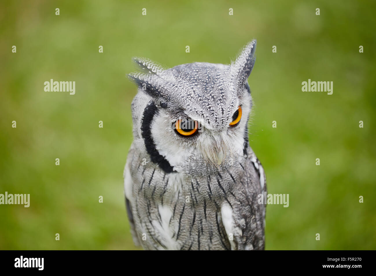 Head and shoulders of a white faced Scops owl,ptilopsis leucotis. Stock Photo