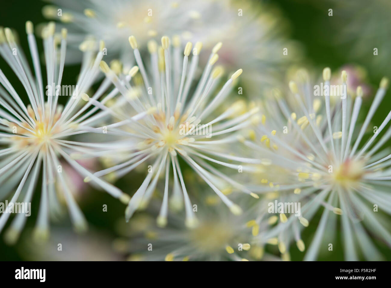 Close up of a white flowered Thalictrum aquilegifolium. Stock Photo