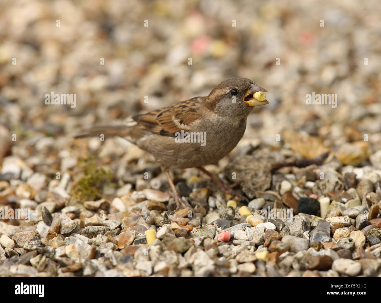A young Tree Sparrow eating suet Stock Photo Alamy