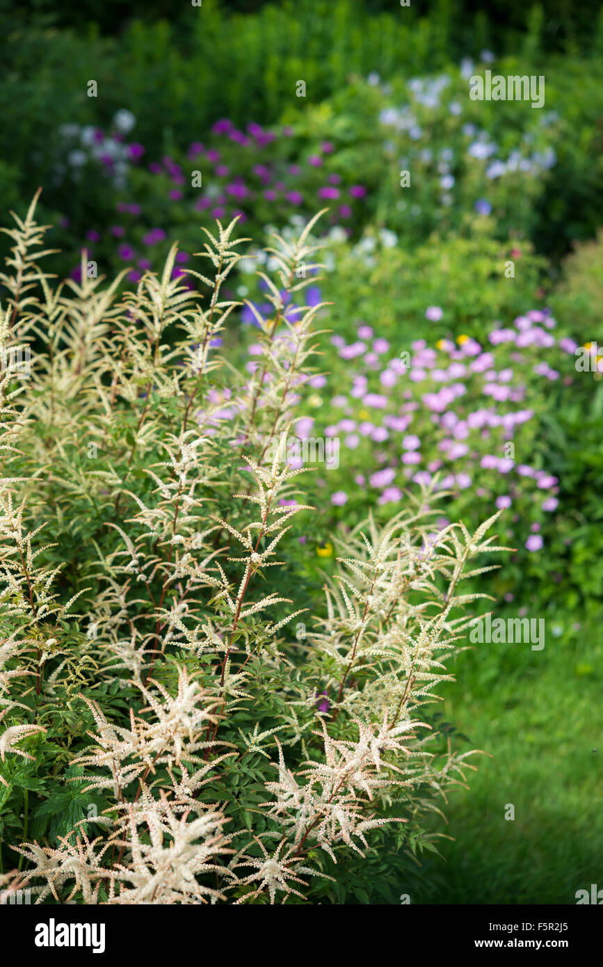 Aruncus with creamy white flowers in an English garden in summer. Stock Photo