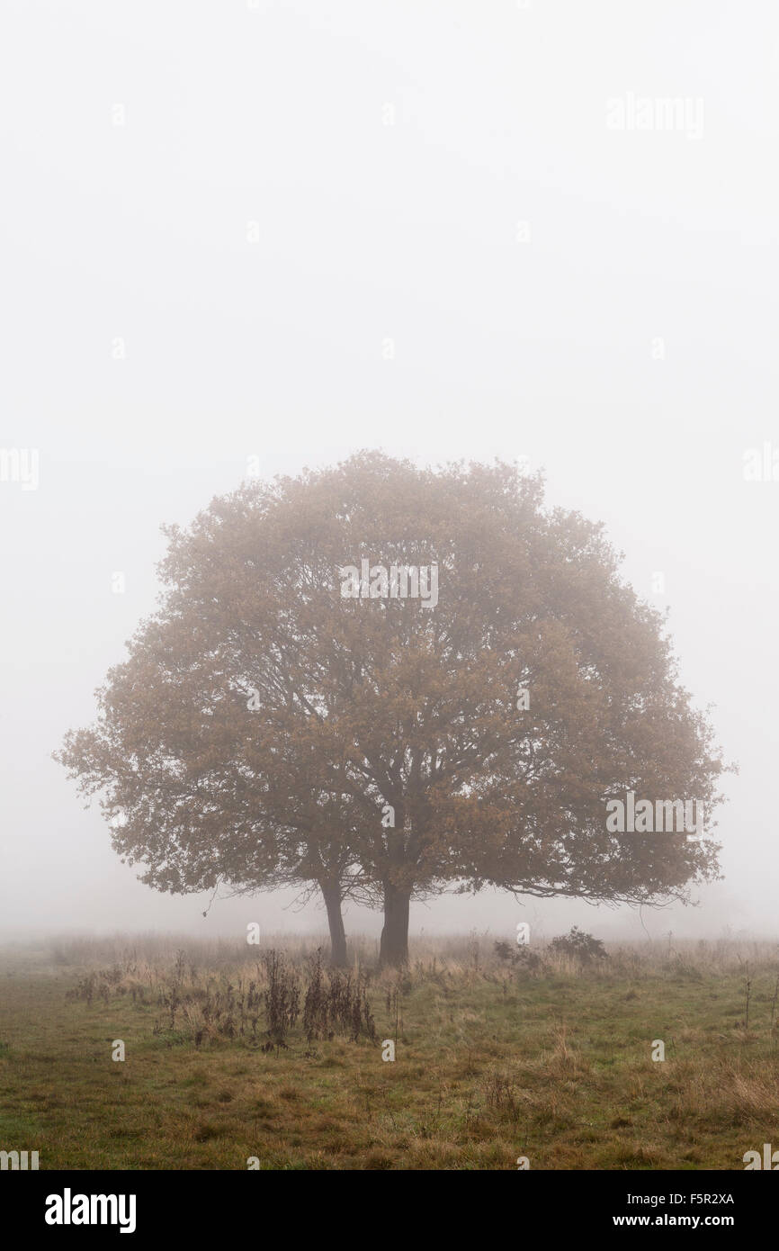 Oak tree trees hi-res stock photography and images - Alamy