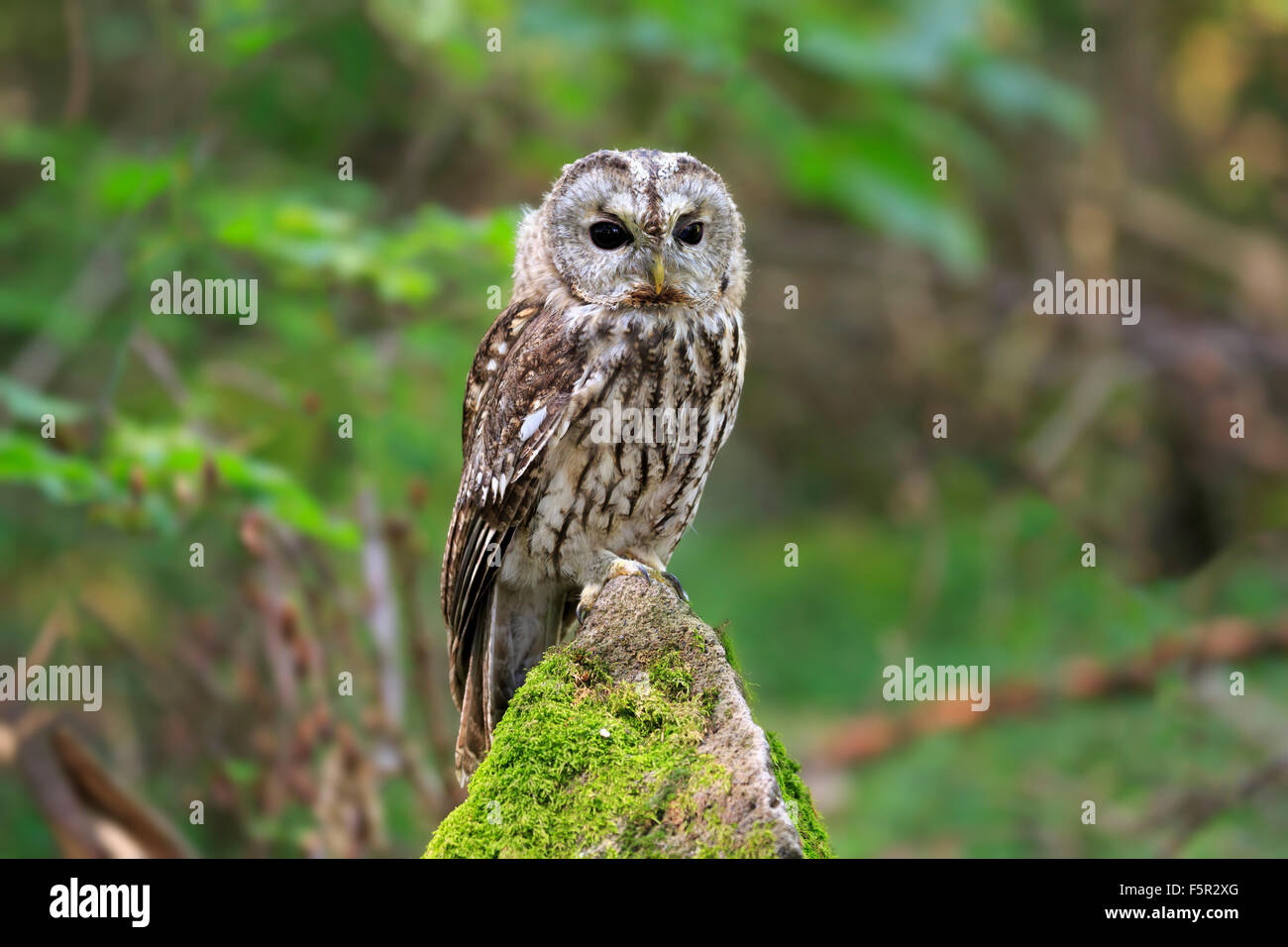 Tawny owl or brown owl (Strix aluco), adult on the lookout, Kasselburg, Eifel, Germany Stock Photo