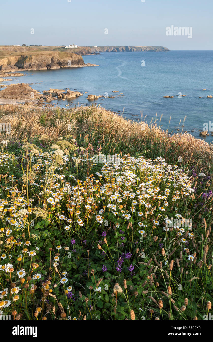 Wild flowers grow on cliffs hires stock photography and images Alamy