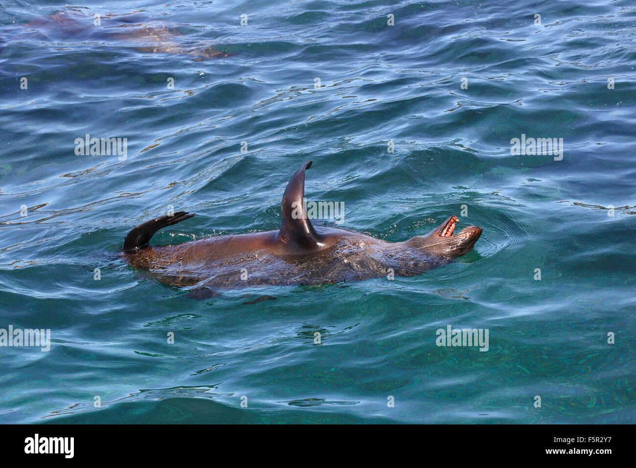 Brown fur seal (Arctocephalus pusillus), floating on back, Hout Bay, Cape Town, South Africa Stock Photo