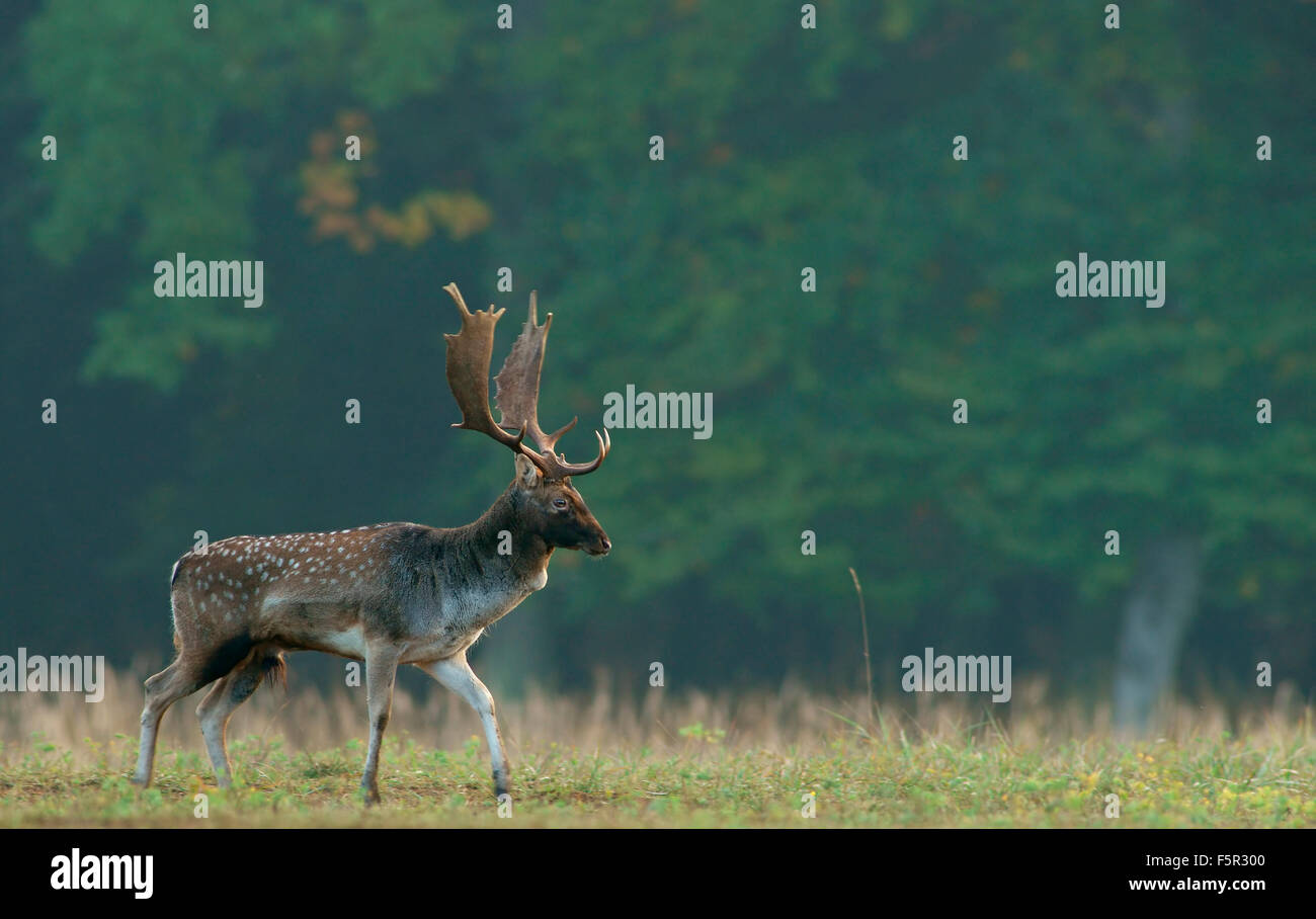 Fallow deer (Dama dama), buck, Hesse, Germany Stock Photo