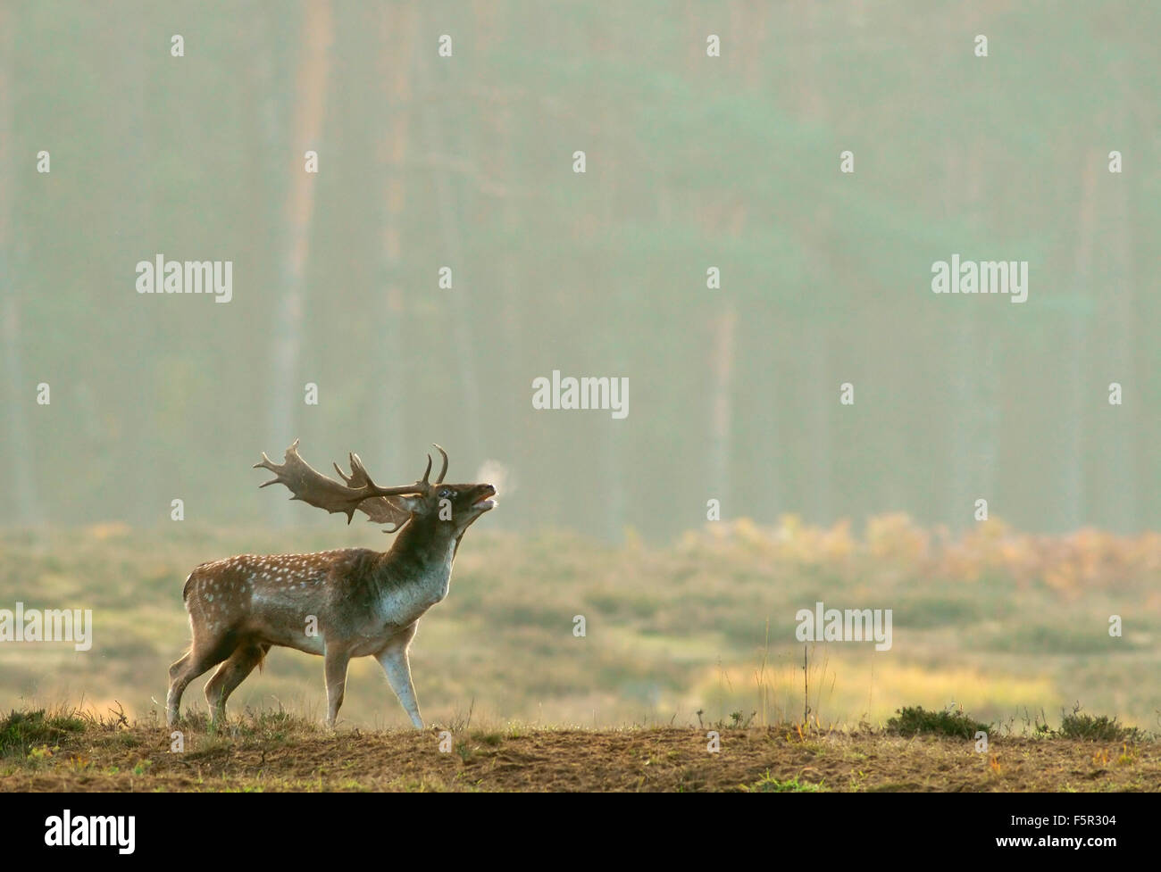 Fallow deer (Dama dama) buck during the rut, Hesse, Germany Stock Photo