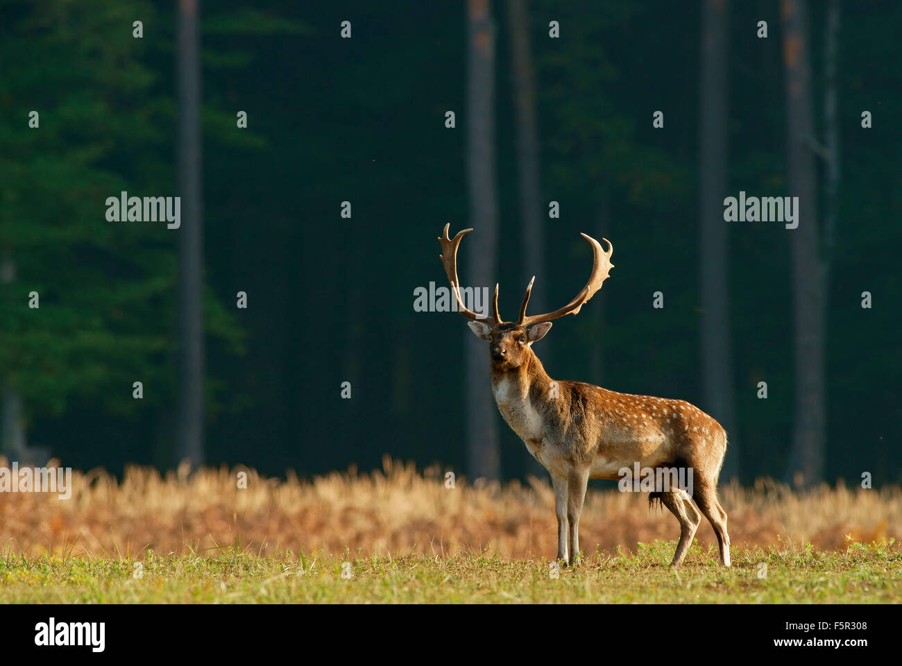 Fallow deer (Dama dama), buck, Hesse, Germany Stock Photo