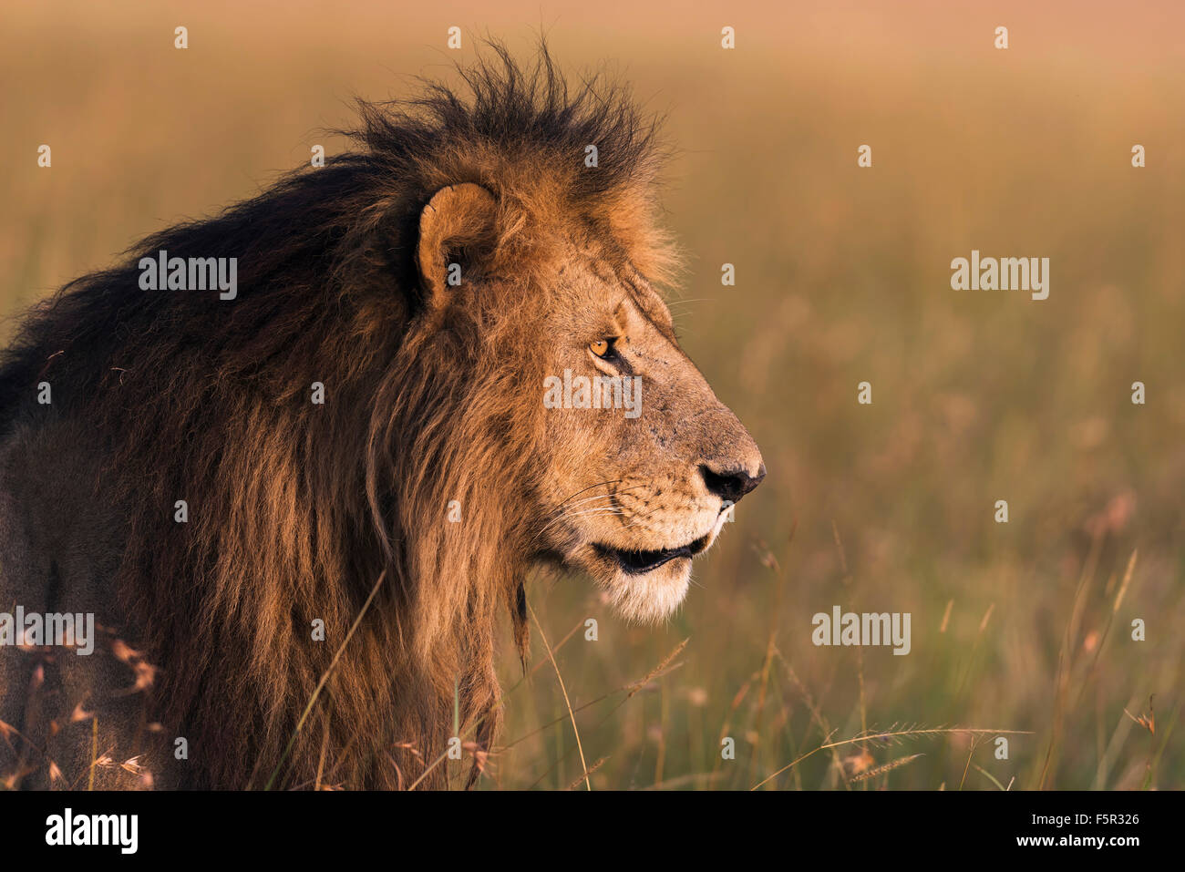 Male lion (Panthera leo), portrait, morning light, Masai Mara, Narok County, Kenya Stock Photo