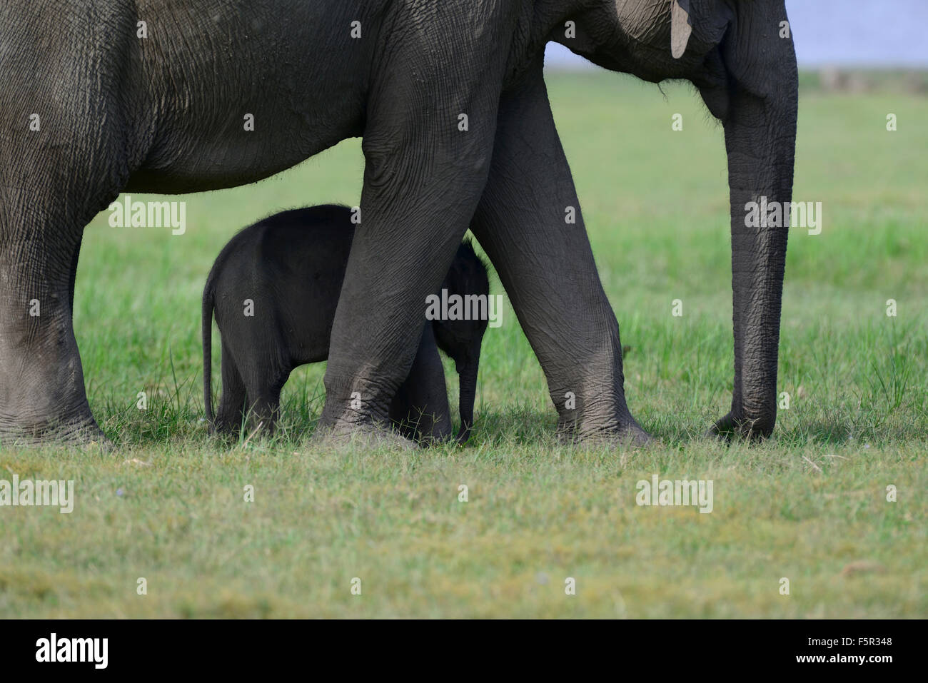Baby Elephant Between Legs Stock Photo - Alamy