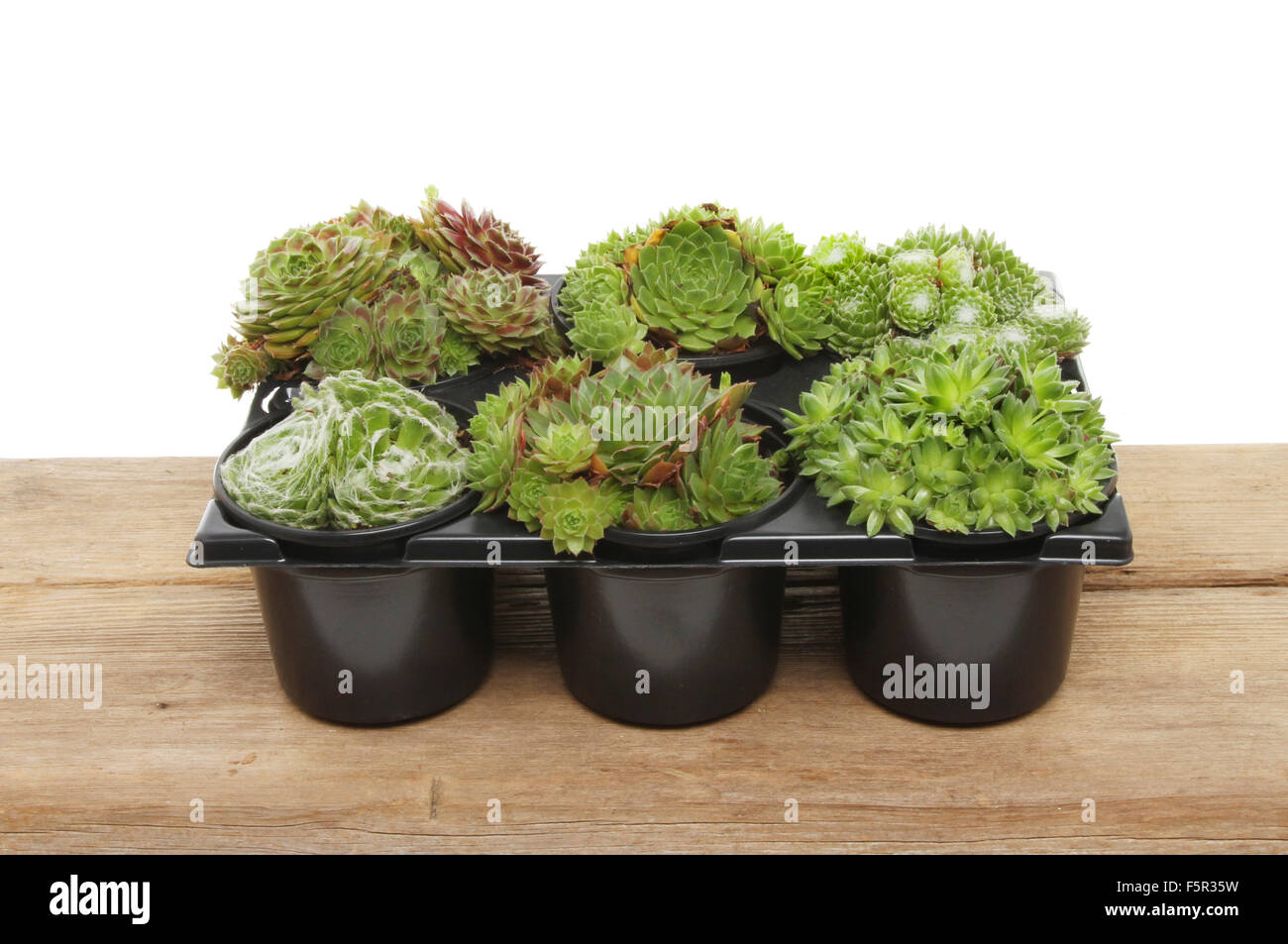 Sempervivum plants in a tray on a wooden boad Stock Photo