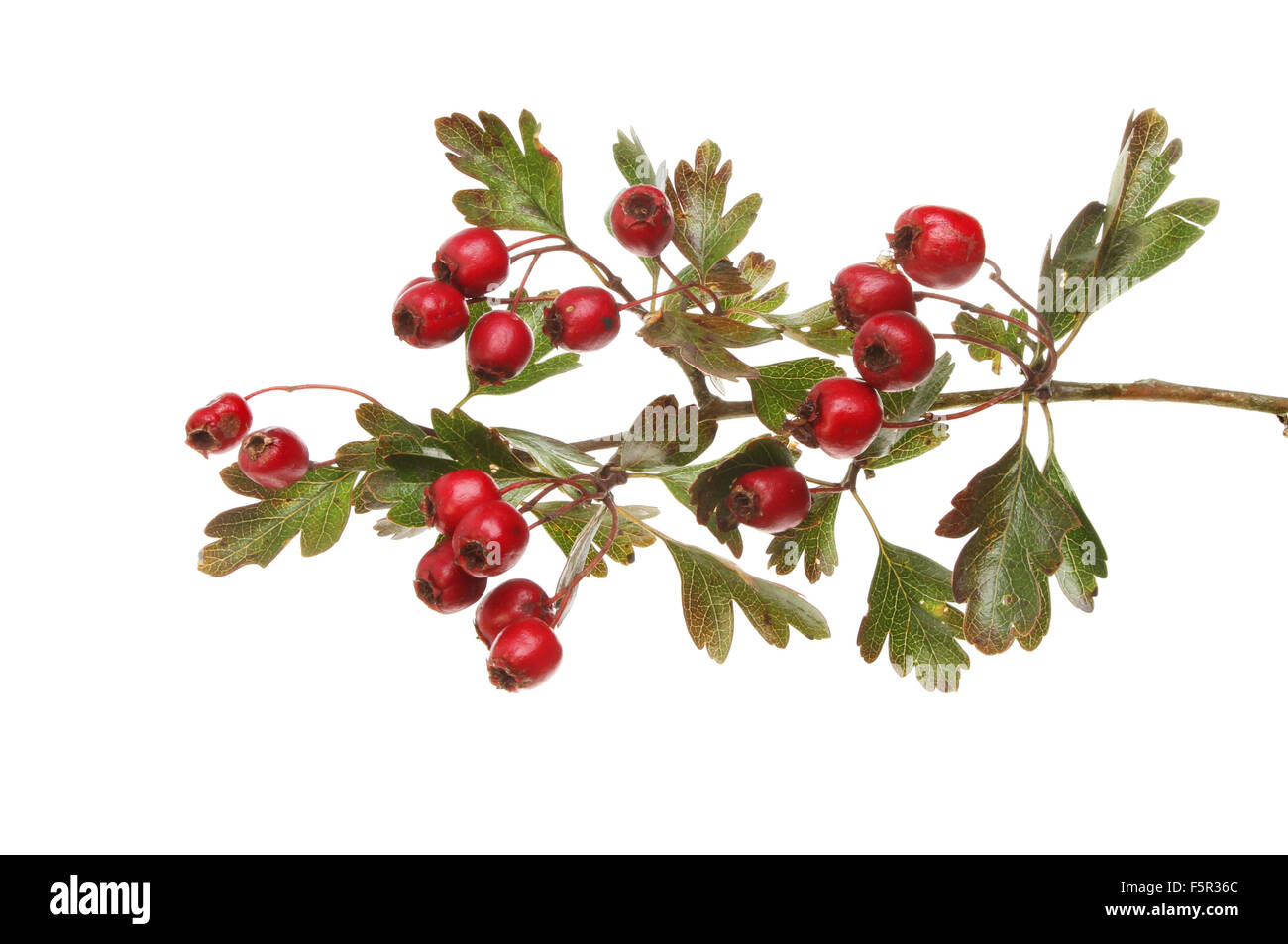 Crataegus douglasii hi-res stock photography and images - Alamy