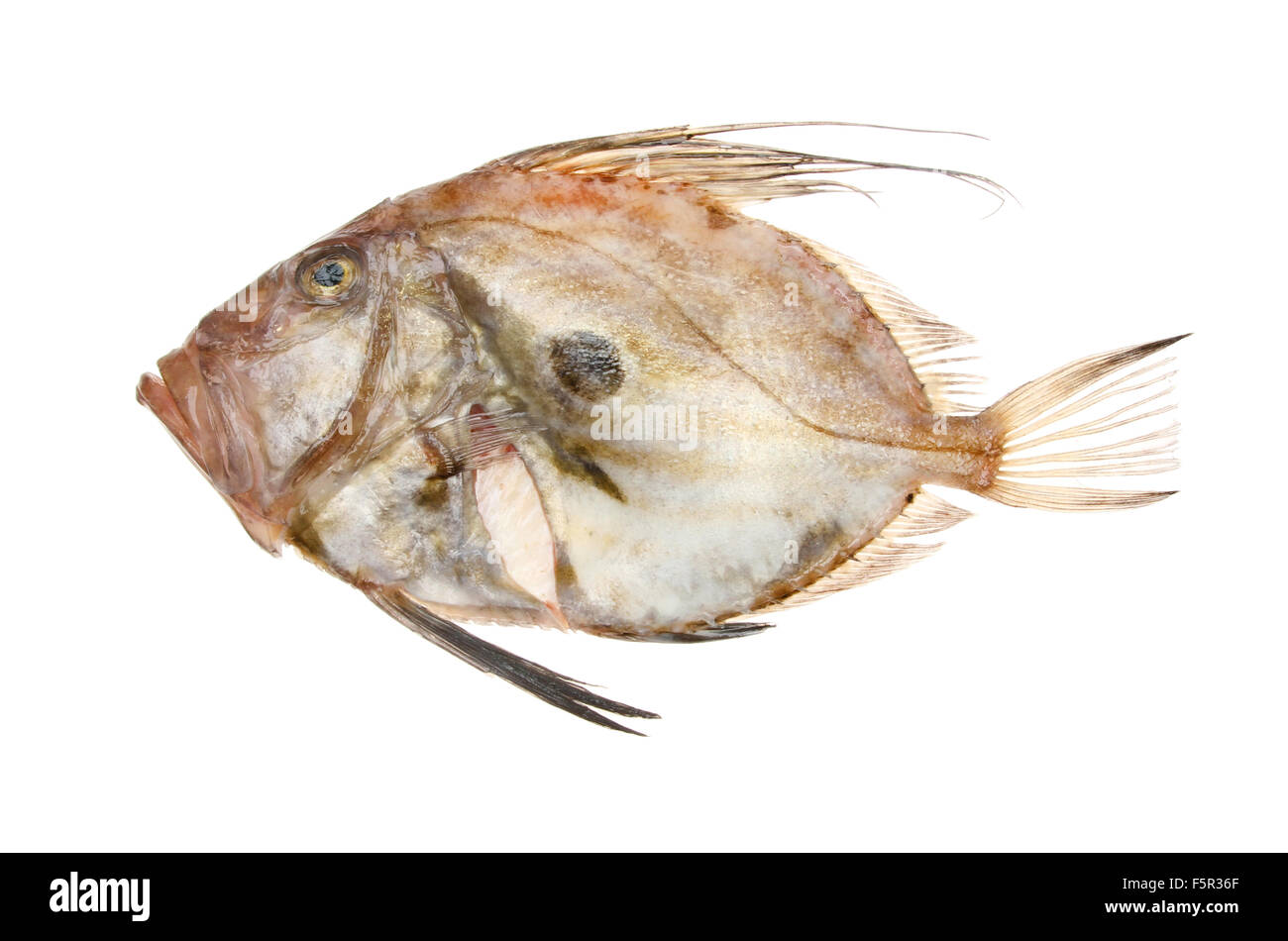 Fresh raw John dory fish isolated against white Stock Photo