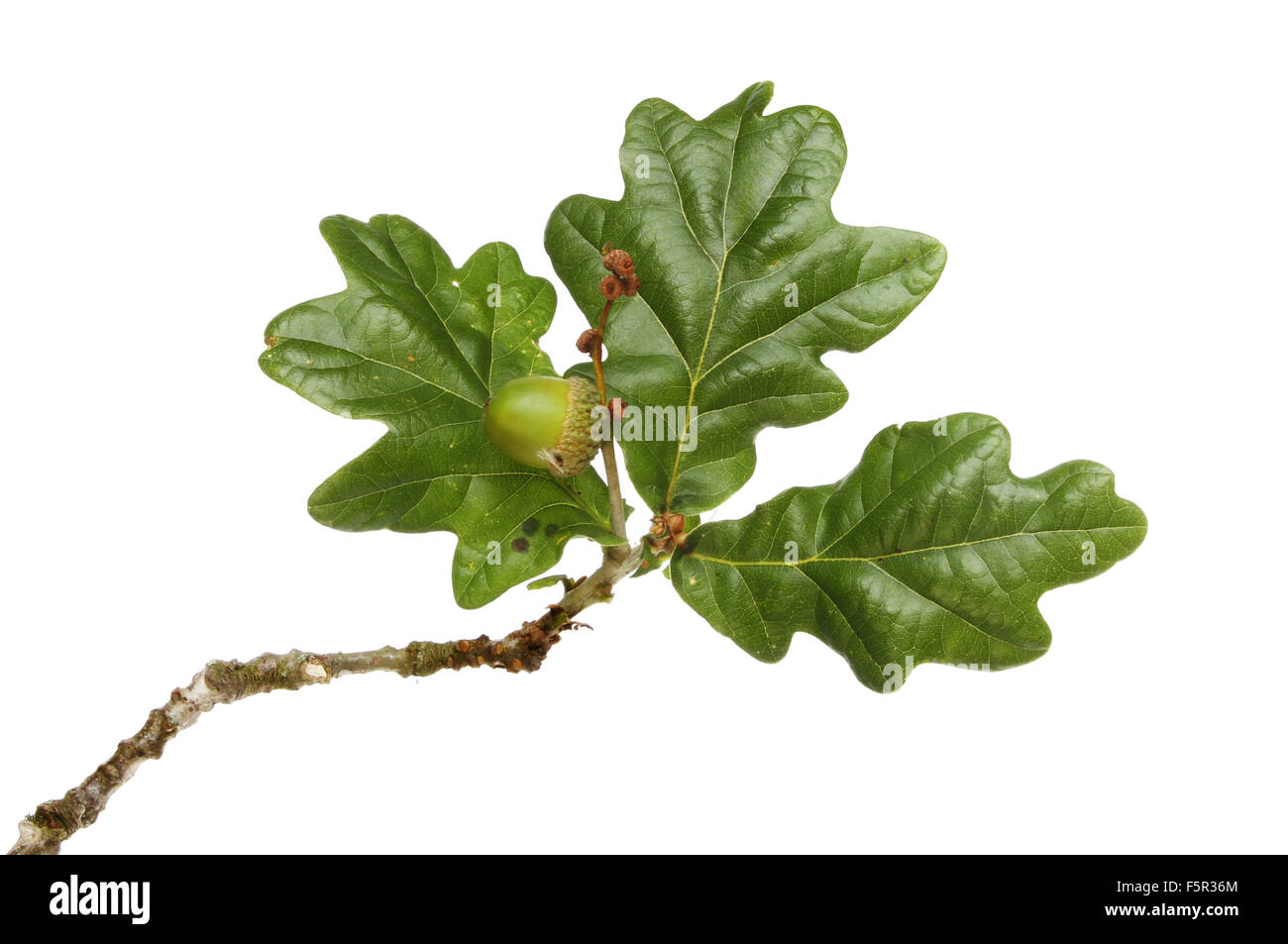White oak leaves hi-res stock photography and images - Alamy