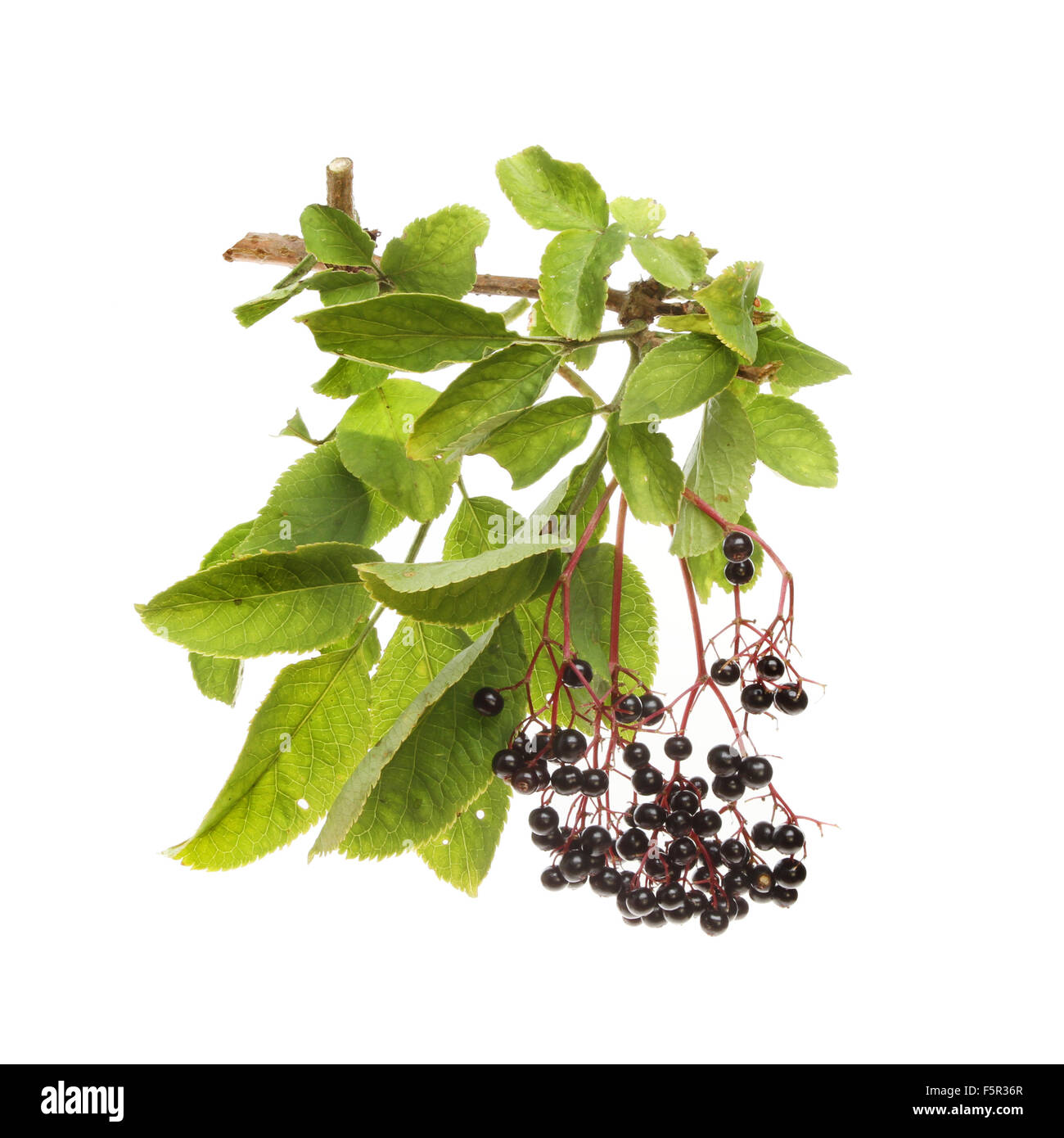Elderberries, Sambucus nigra, and leaves isolated against white Stock Photo