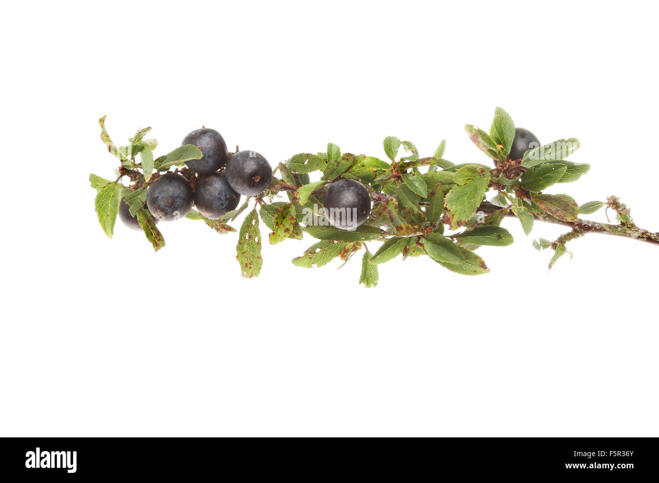 Sloe berries, Prunus spinosa or Blackthorn, on a branch isolated against white Stock Photo