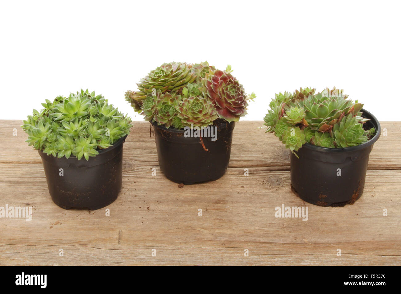 Three sempervivum plants in pots on a wooden board Stock Photo