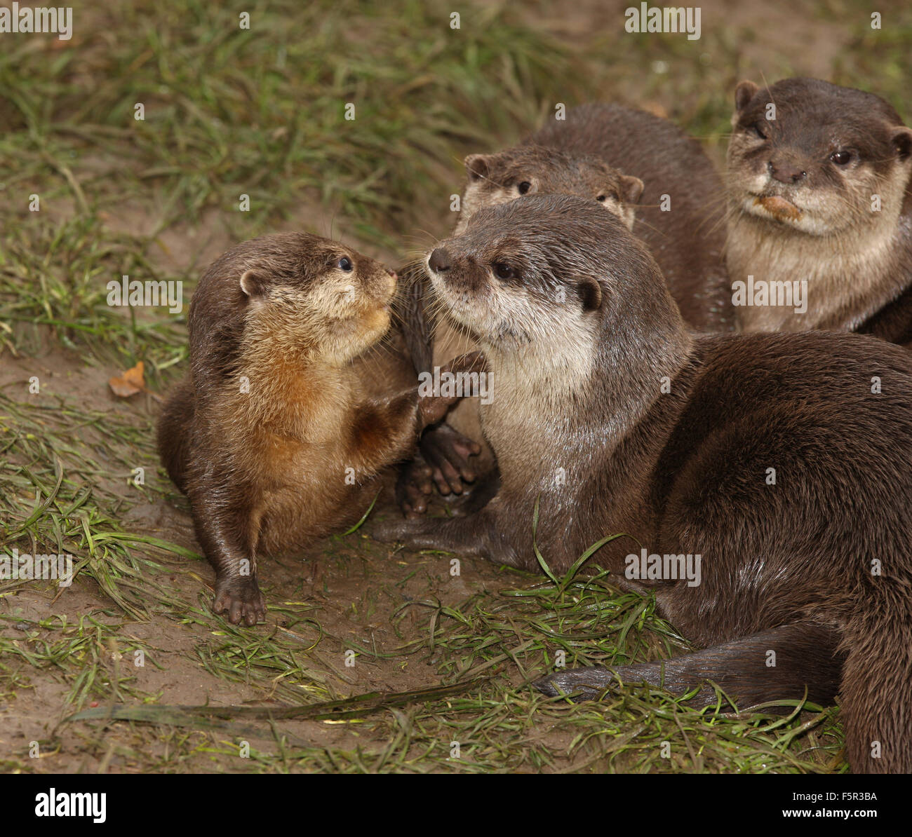 Close up of a very young Oriental Short Clawed Otter Stock Photo