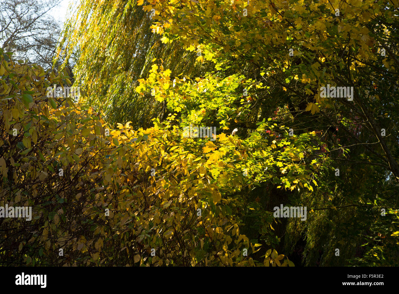 Autumn / fall forest scene with sunlight Stock Photo