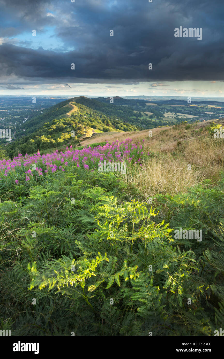 The strong sidelighting of sunset is creating a dramatic lighting on the Bracken on Summer Hill and the Malvern Hills Stock Photo