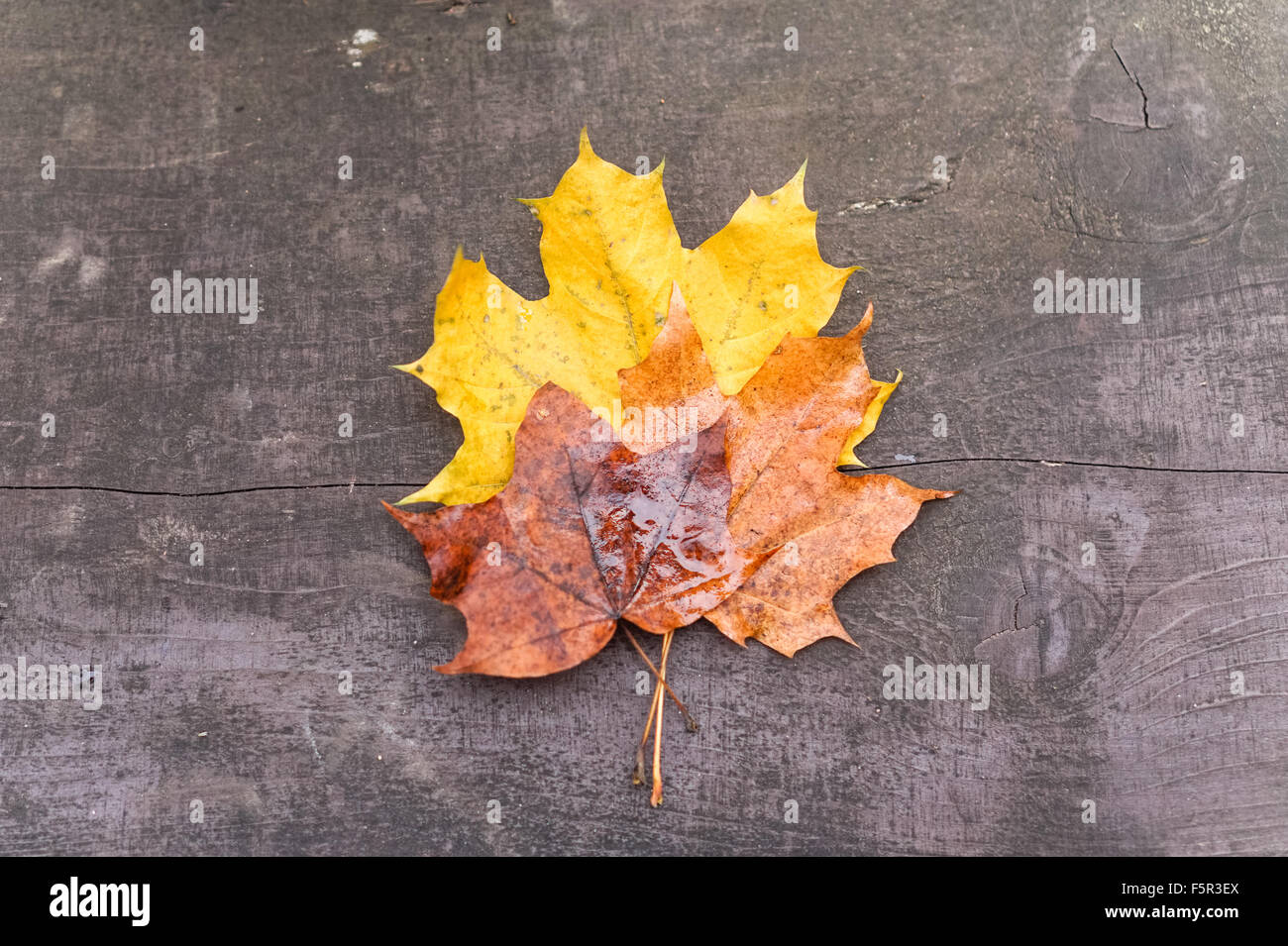 Autumn maple leaves on a bench in a park Stock Photo - Alamy
