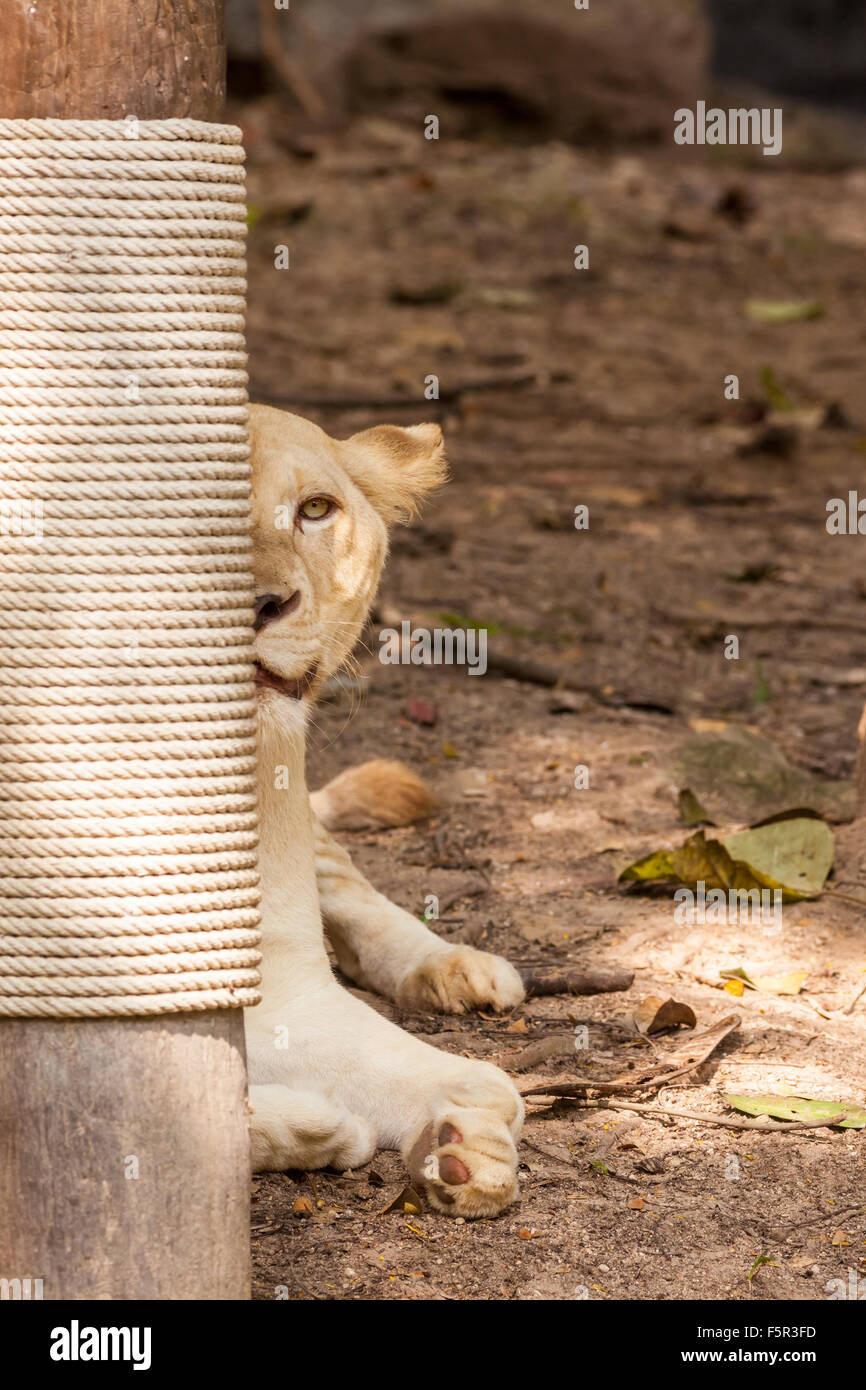 an lion lying down and looks around Stock Photo