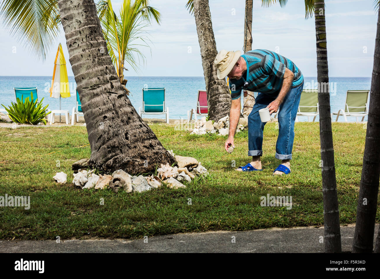 A senior man vacationing at a Caribbean resort inspects shells arranged around a palm tree in St. Croix,U.S. Virgin Islands. Stock Photo