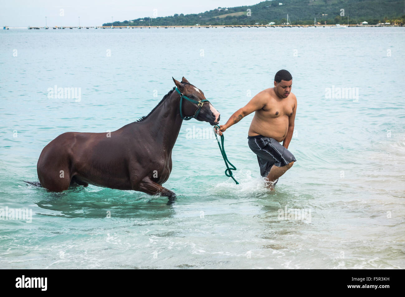 A native Cruzan exercises his horse in the Caribbean on St. Croix, U.S. Virgin Islands. Frederiksted pier in background. Stock Photo