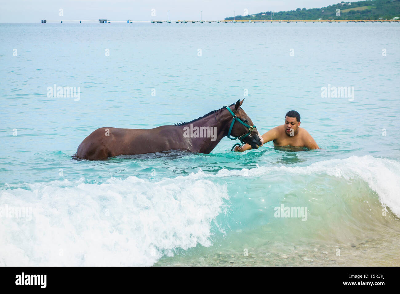 A native Cruzan exercises his horse in the Caribbean on St. Croix, U.S. Virgin Islands. Stock Photo