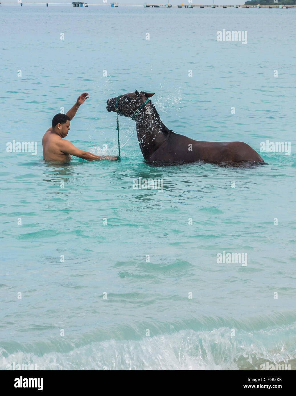 A native Cruzan exercises his horse in the Caribbean on St. Croix, U.S. Virgin Islands. USVI, U.S.V.I. Stock Photo