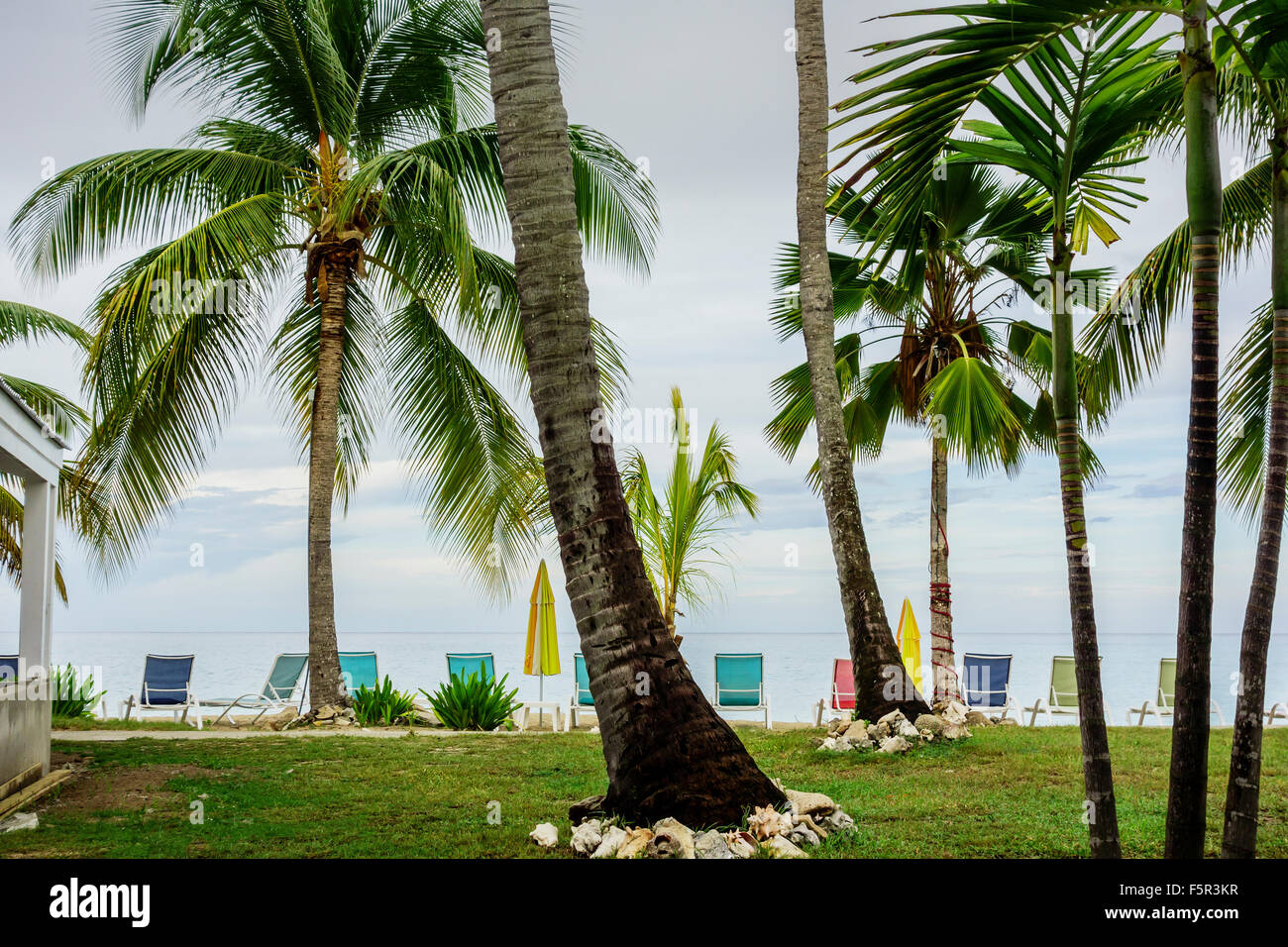 Coconut palm trees at a beachside resort on the Caribbean island of St. Croix, U.S. Virgin Islands. Stock Photo