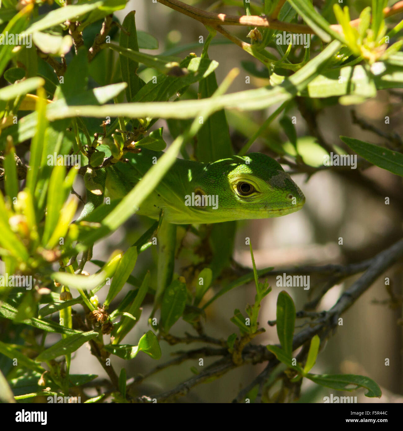 My Image 16